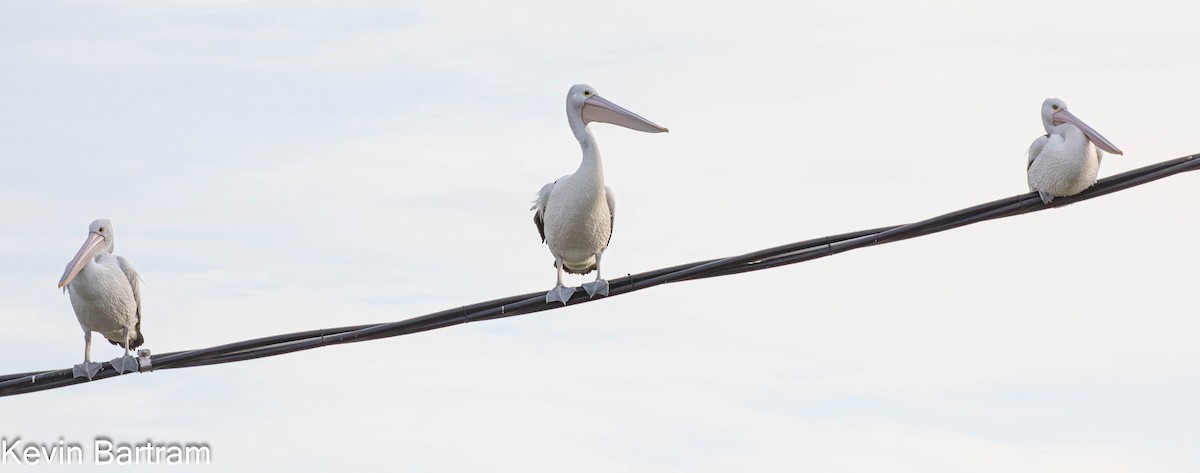 Australian Pelican - ML610274321