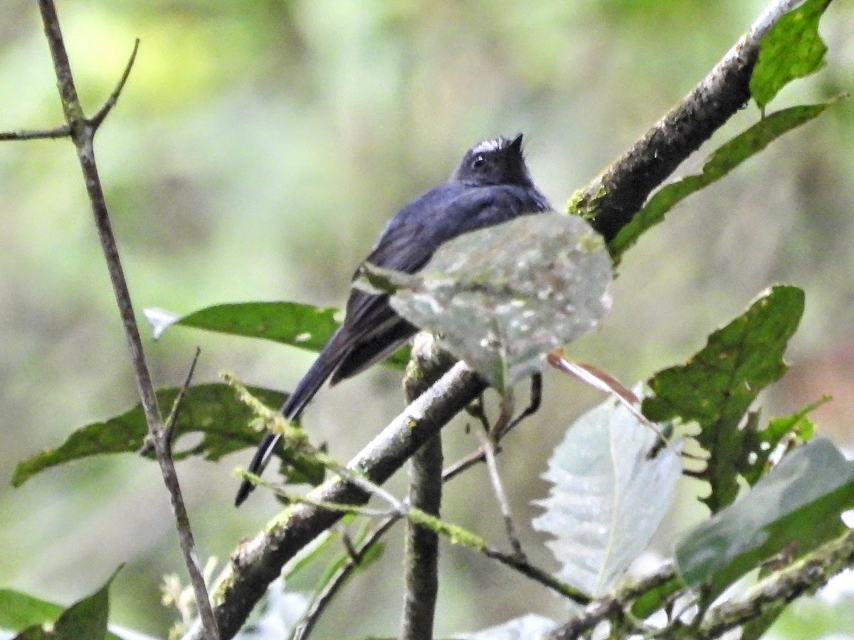 White-bellied Fantail - ML610274351