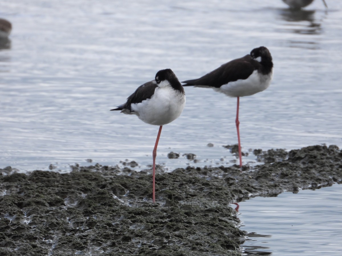 Black-necked Stilt (Black-necked) - ML610274355