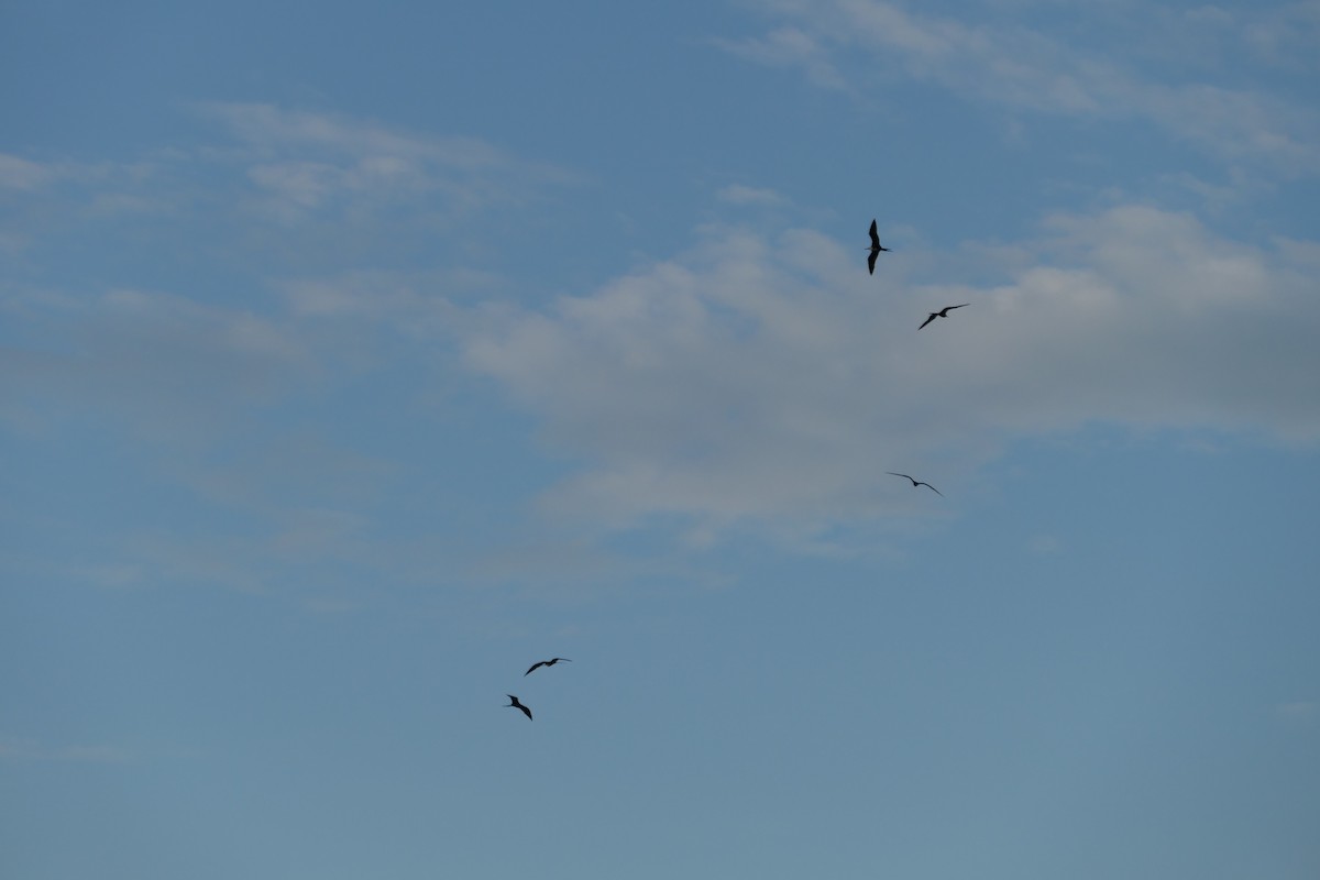 Magnificent Frigatebird - ML610274399