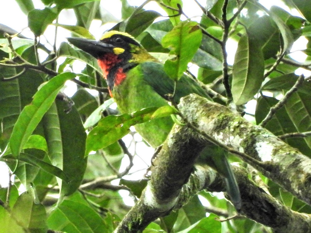 Black-banded Barbet - ML610274421