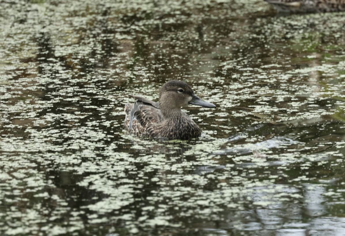 Blue-winged Teal - ML610274431