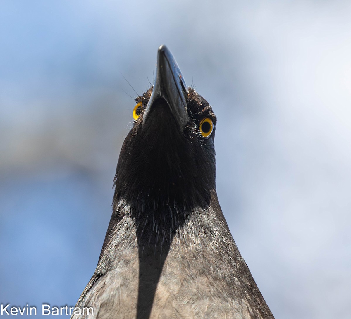 Pied Currawong - Kevin Bartram