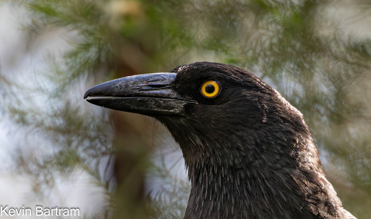 Pied Currawong - Kevin Bartram