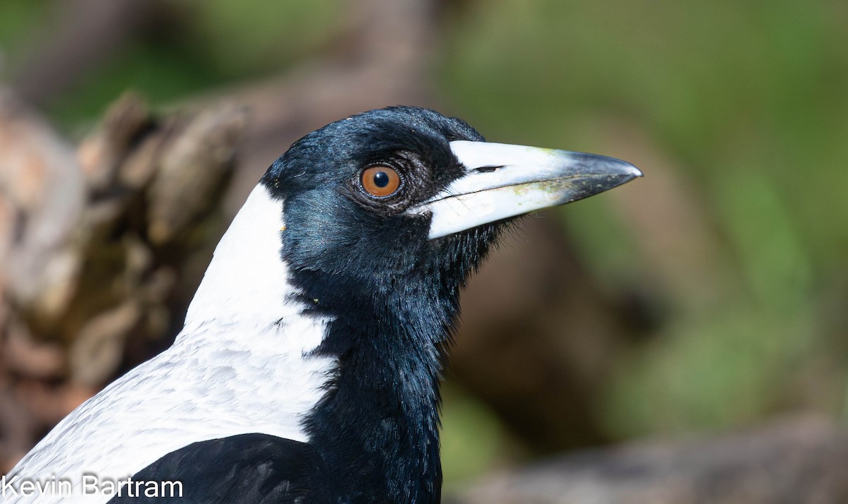 Australian Magpie (White-backed) - ML610274531