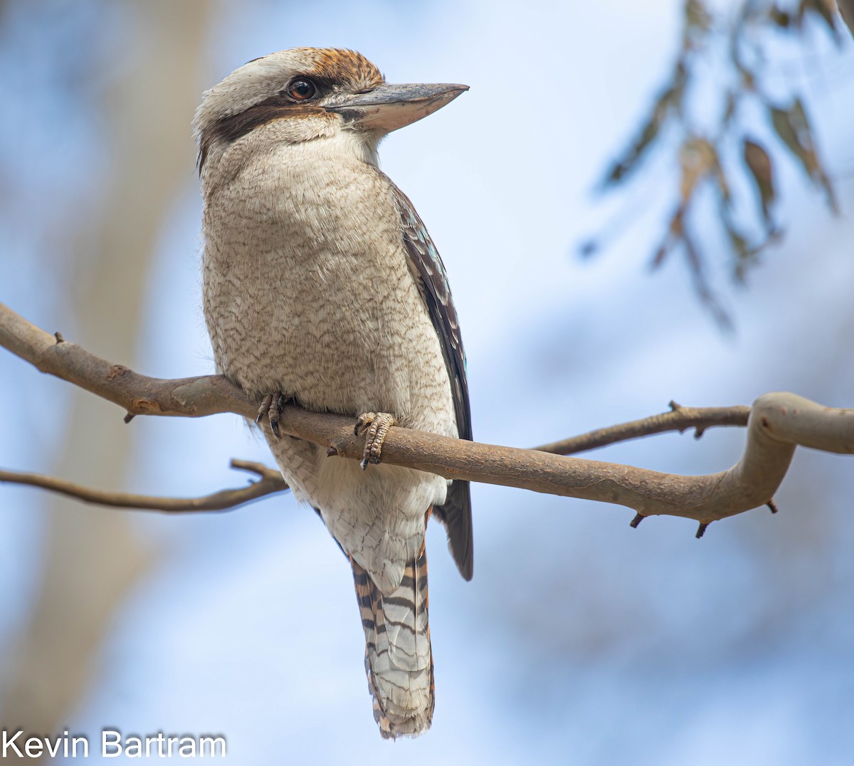 Laughing Kookaburra - Kevin Bartram