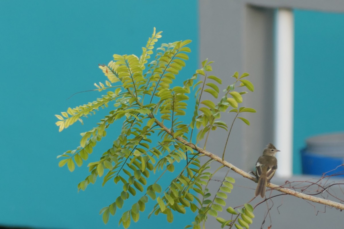 Yellow-bellied Elaenia - Kenrith Carter