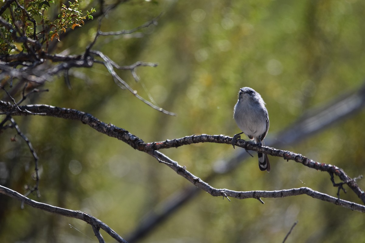 Black-tailed Gnatcatcher - ML610274577