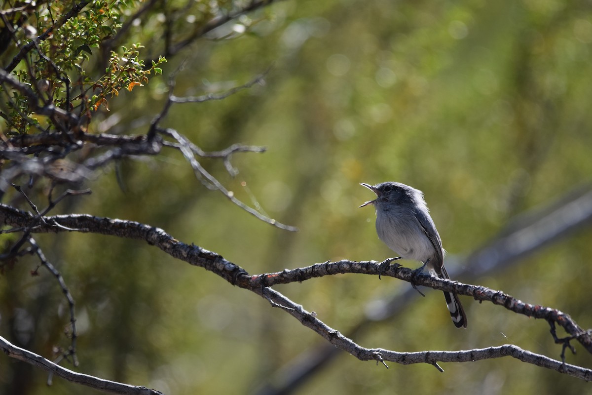 Black-tailed Gnatcatcher - ML610274580