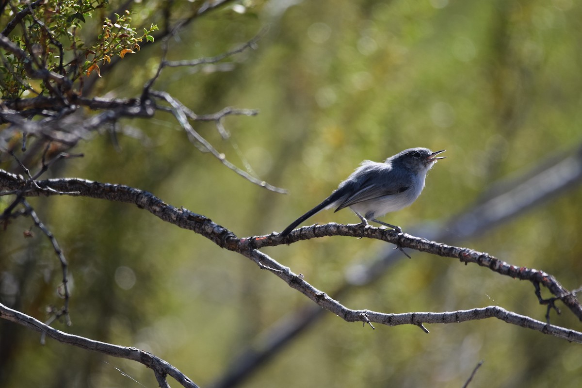 Black-tailed Gnatcatcher - ML610274584