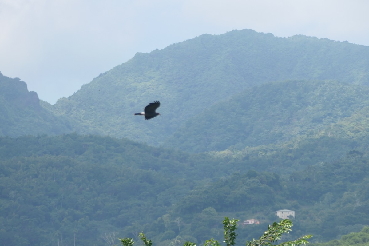 Snail Kite - ML610274732