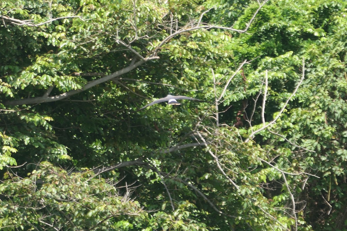 Snail Kite - ML610274737