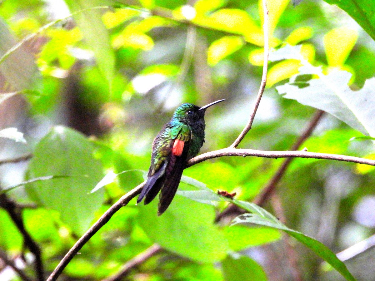 Stripe-tailed Hummingbird - ML610274752