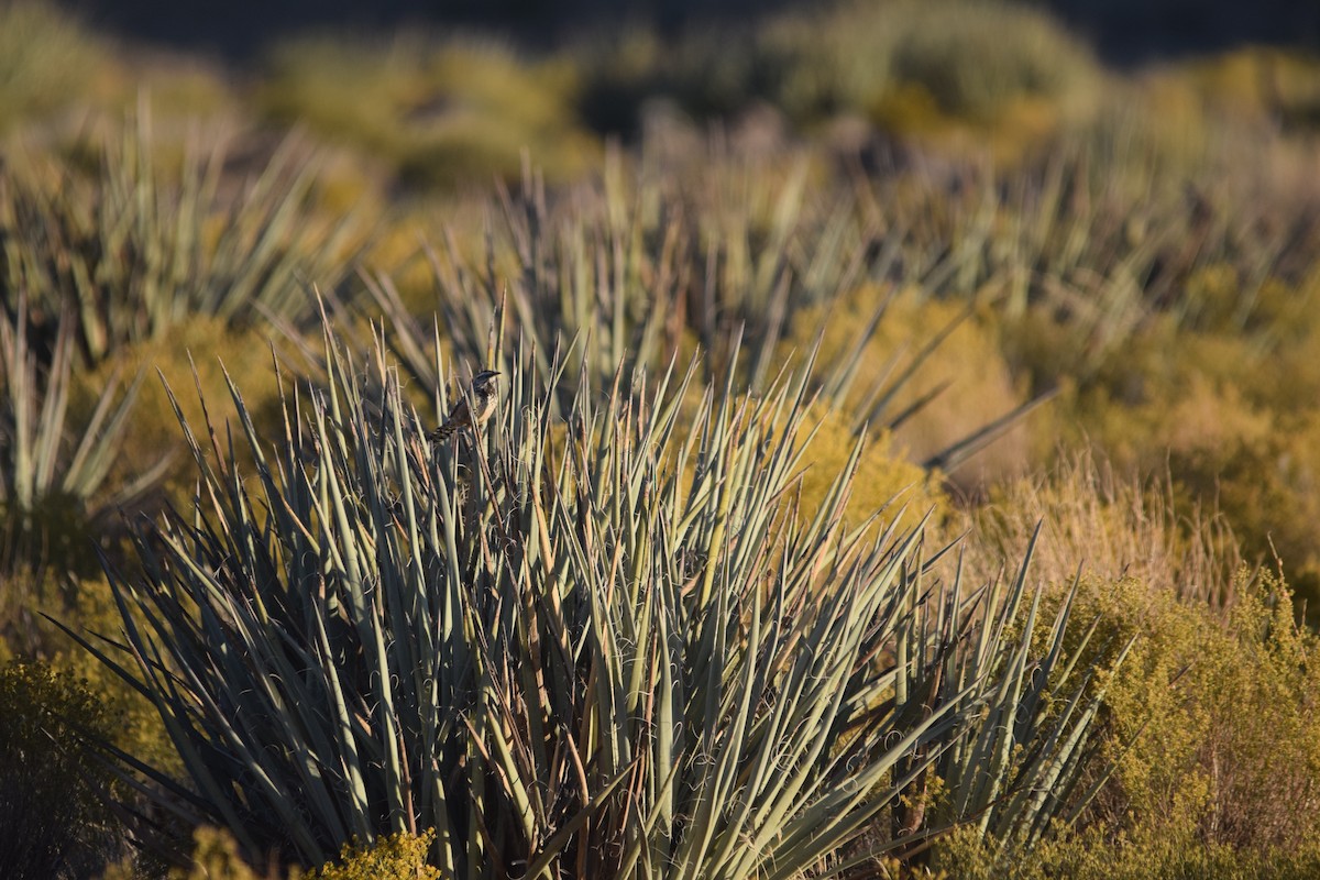 Cactus Wren - ML610274787