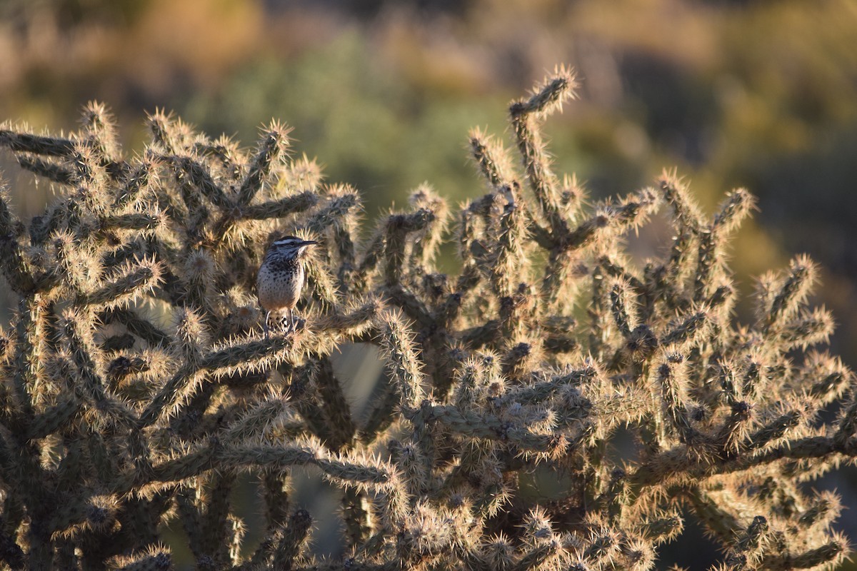 Cactus Wren - ML610274788