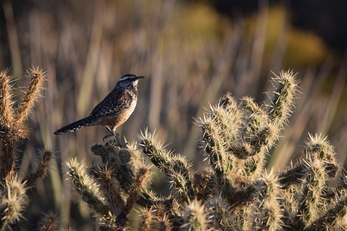 Cactus Wren - ML610274798