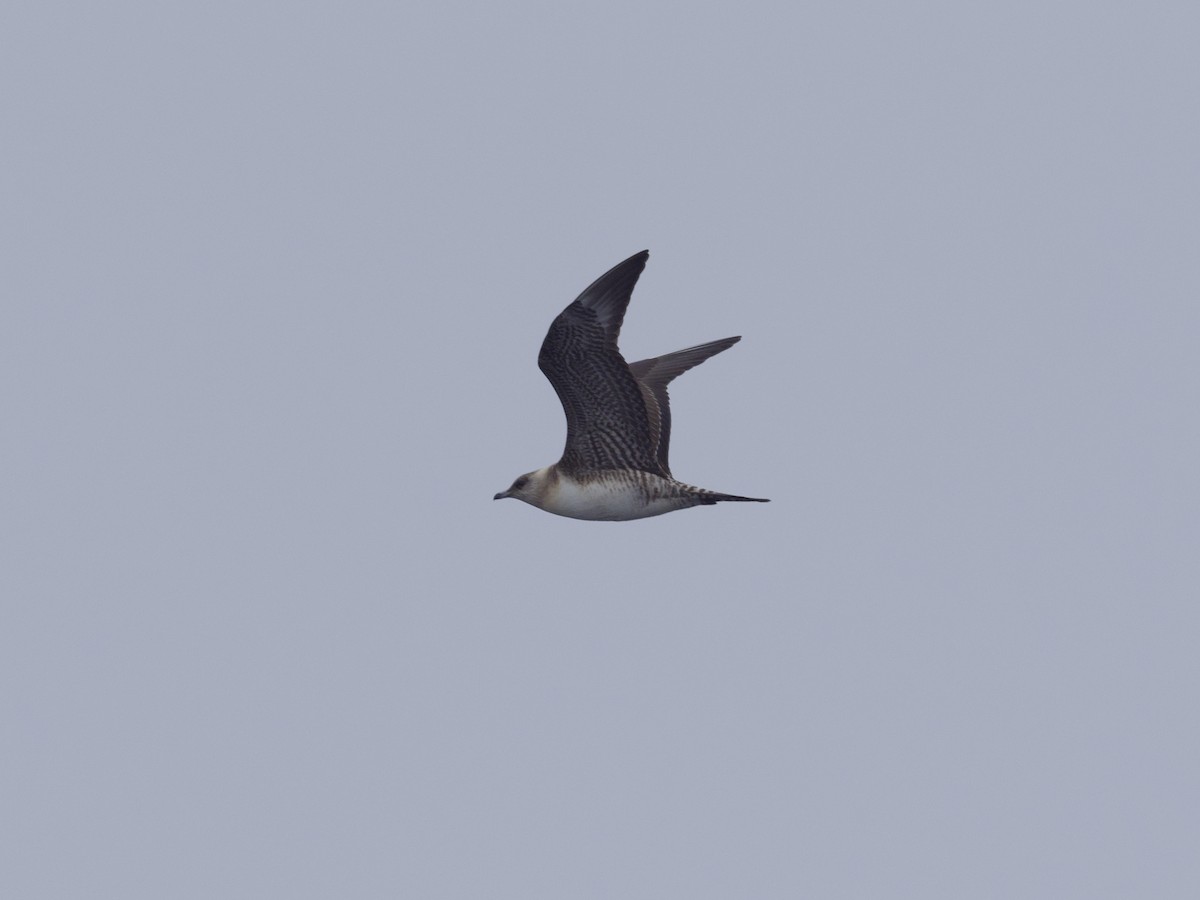 Long-tailed Jaeger - ML610274799