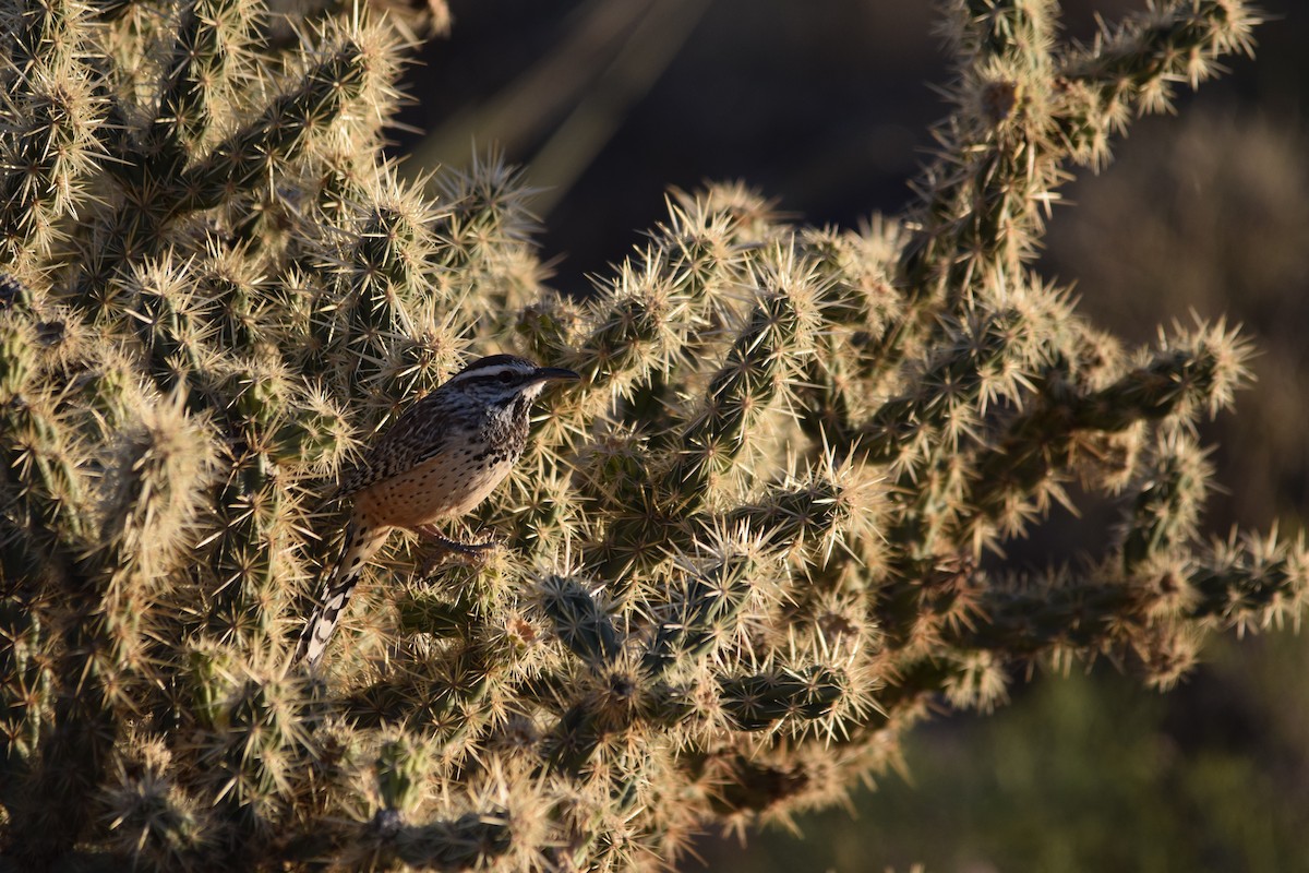 Cactus Wren - ML610274805