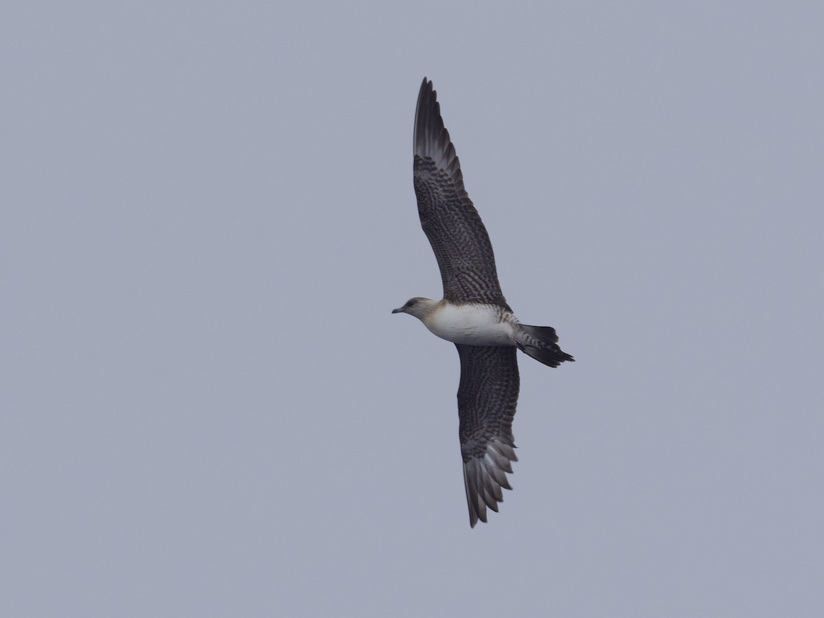 Long-tailed Jaeger - ML610274806
