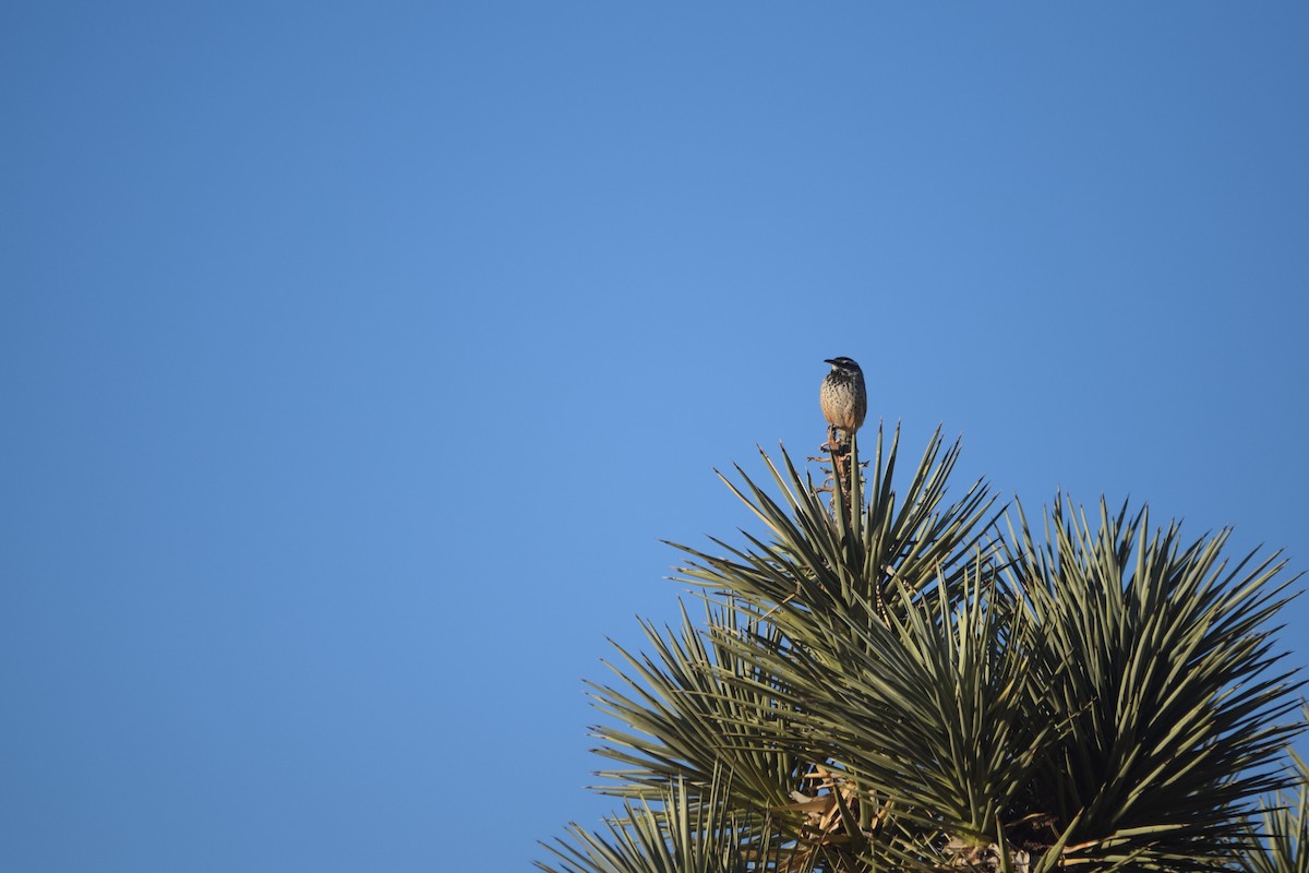 Cactus Wren - ML610274828