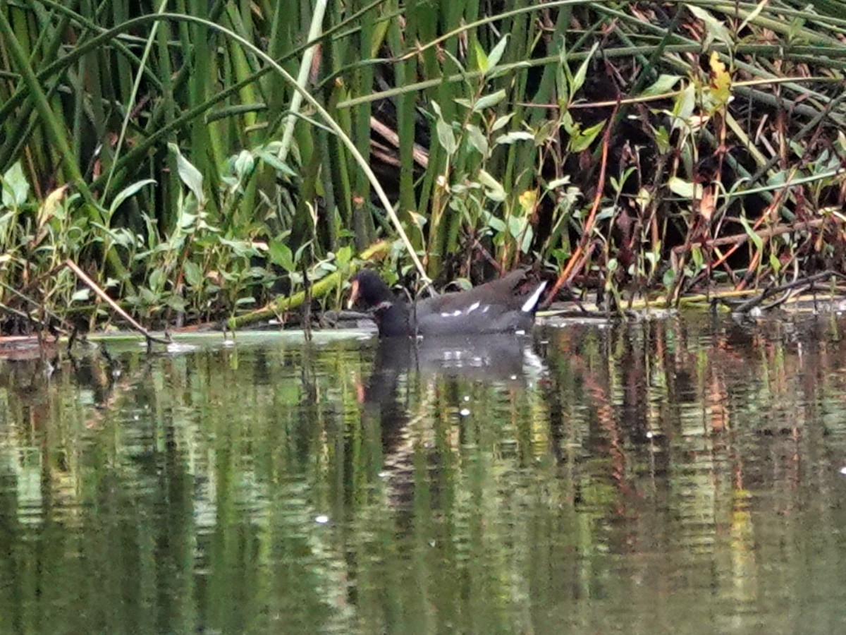 Common Gallinule - ML610274887