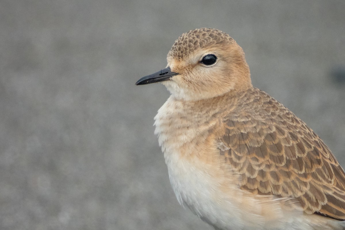 Mountain Plover - Kellen Apuna