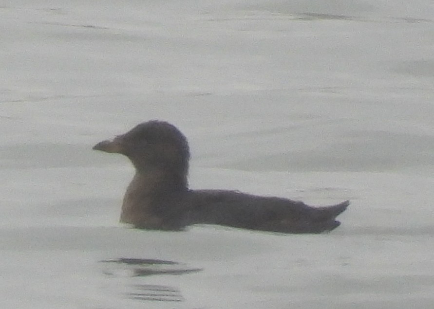 Rhinoceros Auklet - ML610274940