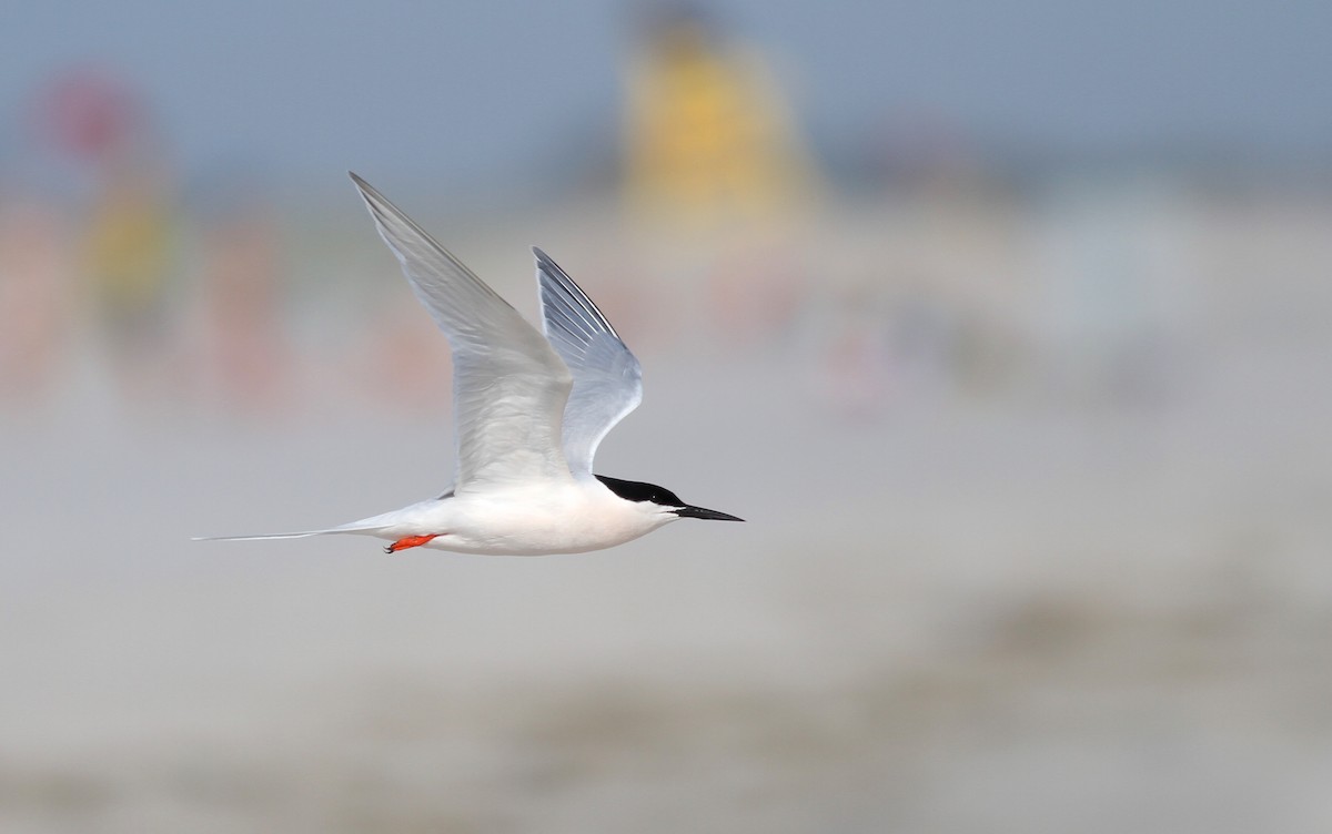 Roseate Tern - Shawn Billerman