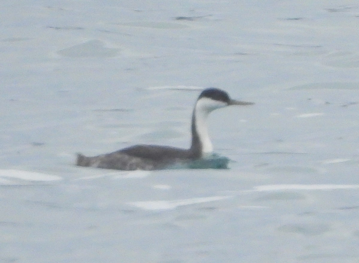 Western Grebe - ML610275043