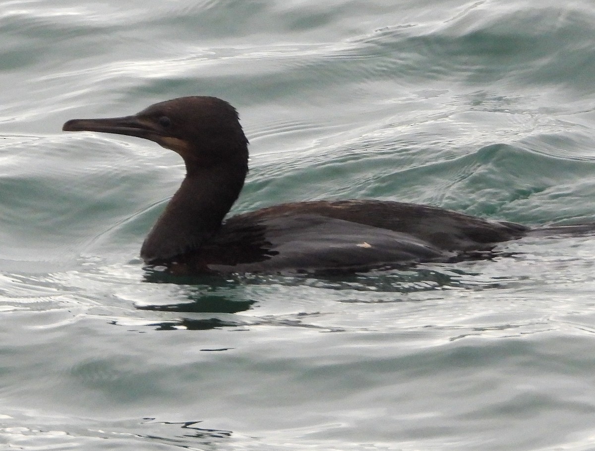 Brandt's Cormorant - ML610275046