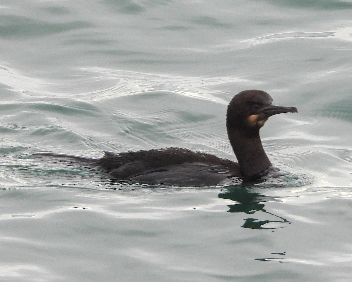 Brandt's Cormorant - ML610275047
