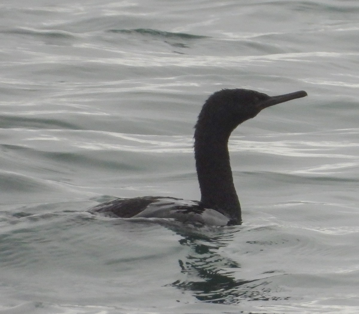 Pelagic Cormorant - ML610275051