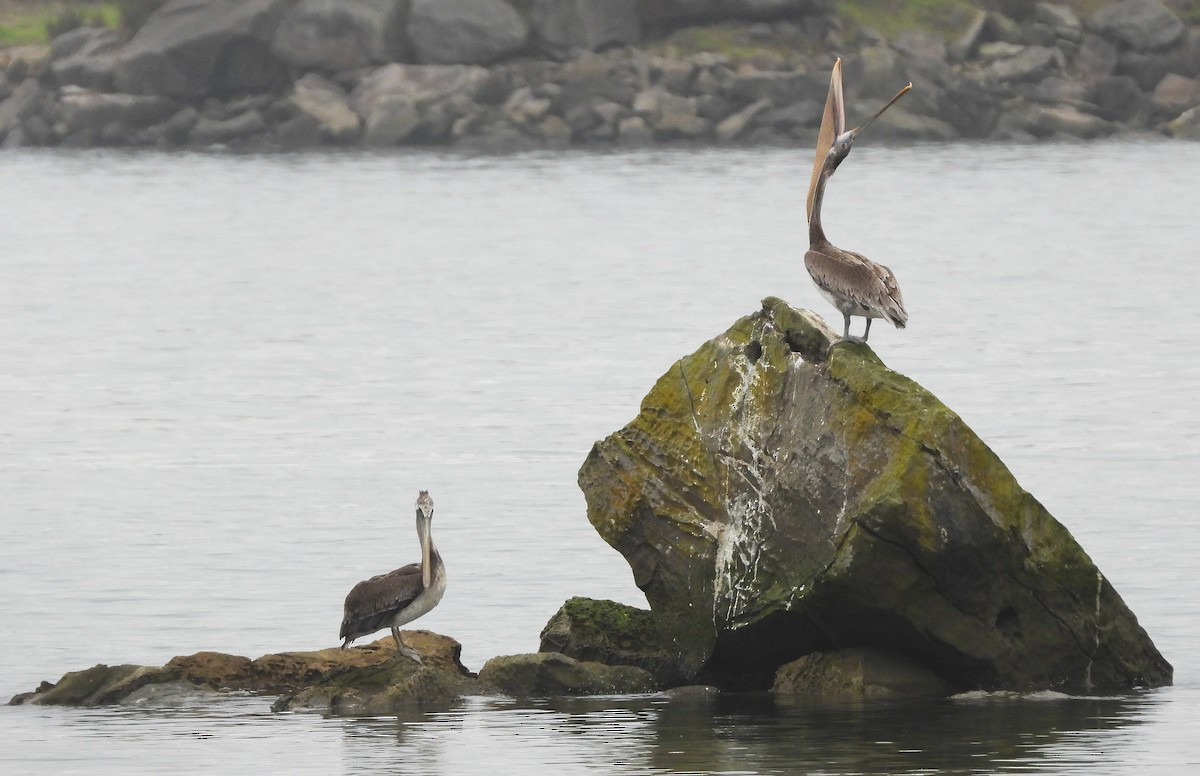 Brown Pelican - ML610275056