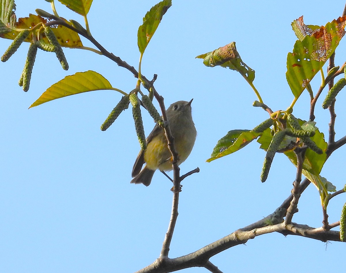 Roitelet à couronne rubis - ML610275116