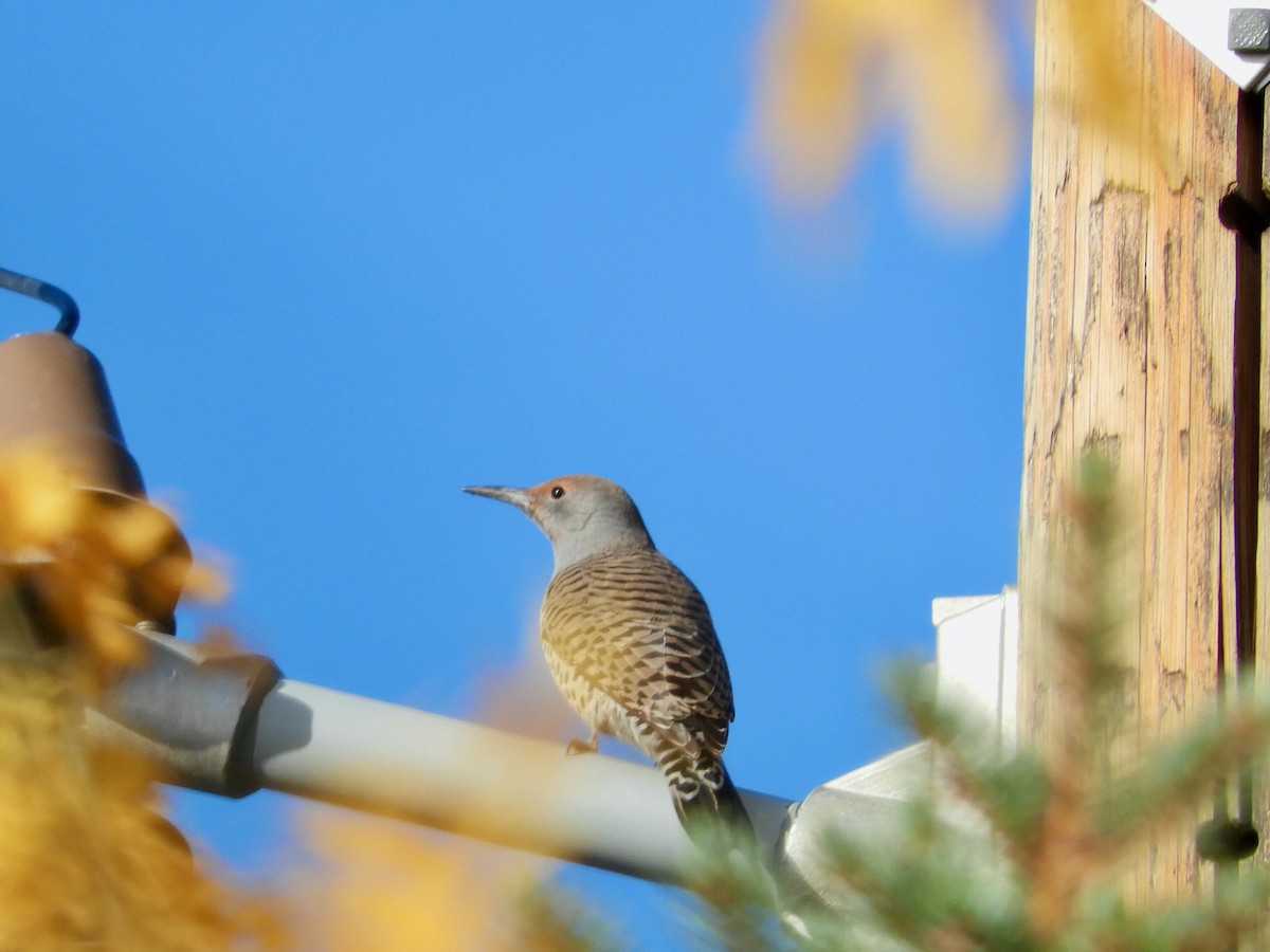 Northern Flicker - ML610275180