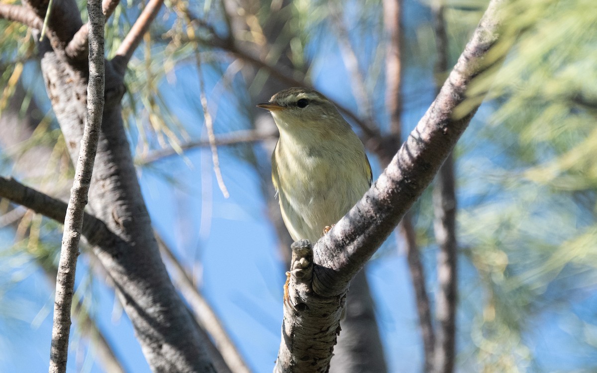 Willow Warbler - ML610275188