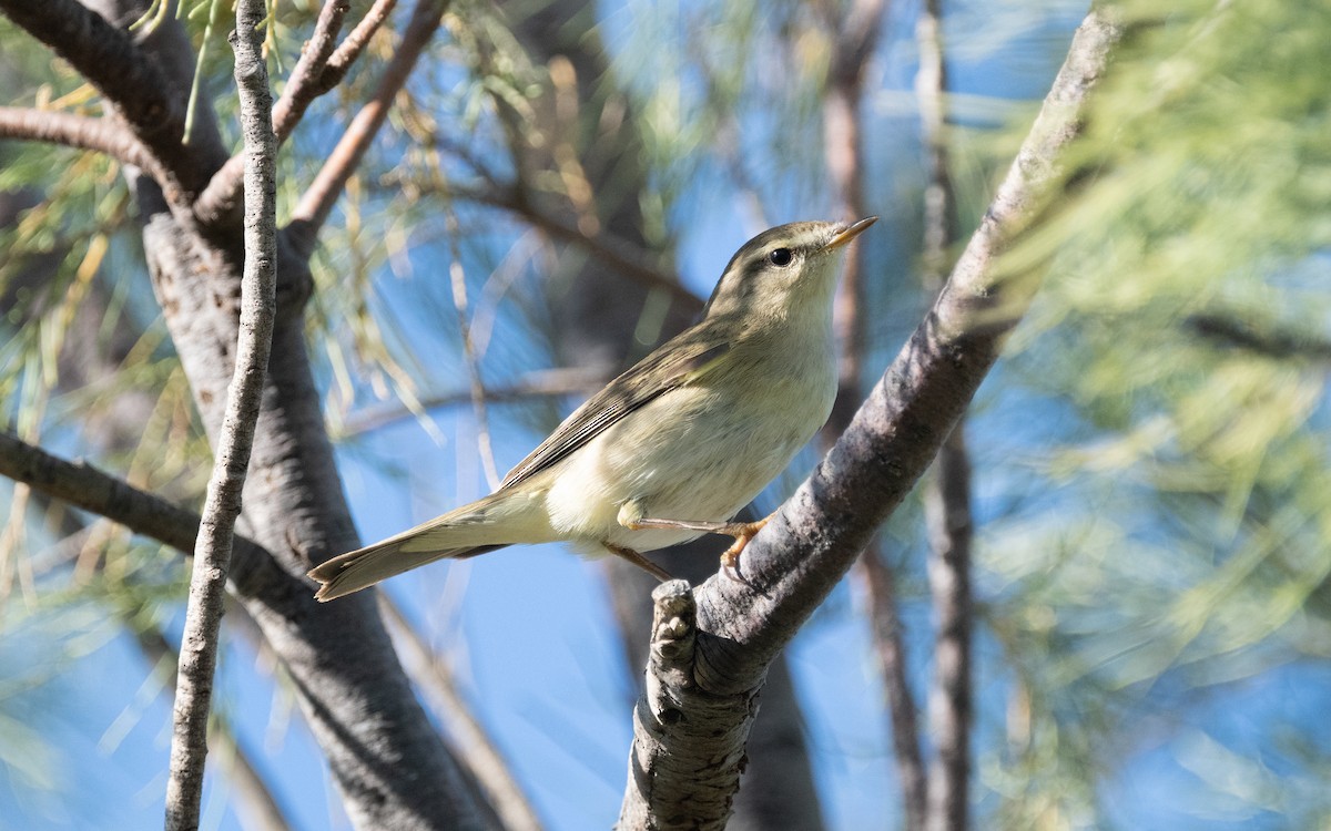Willow Warbler - ML610275189