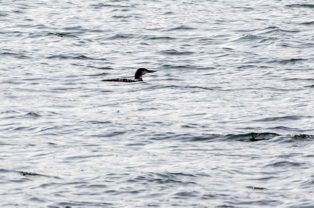 Common Loon - ML610275260