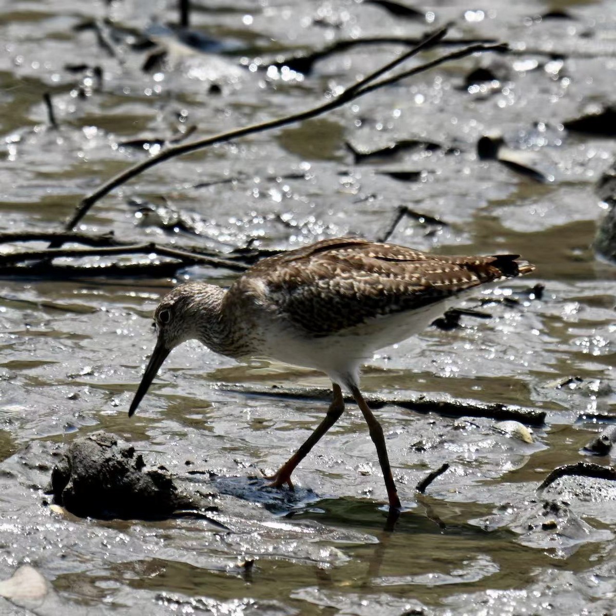 Common Greenshank - ML610275284