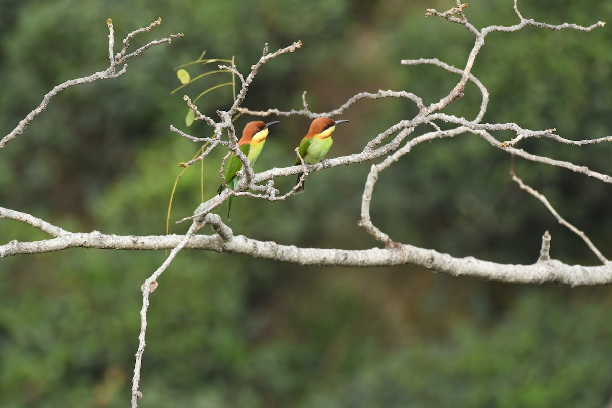 Chestnut-headed Bee-eater - ML610275295