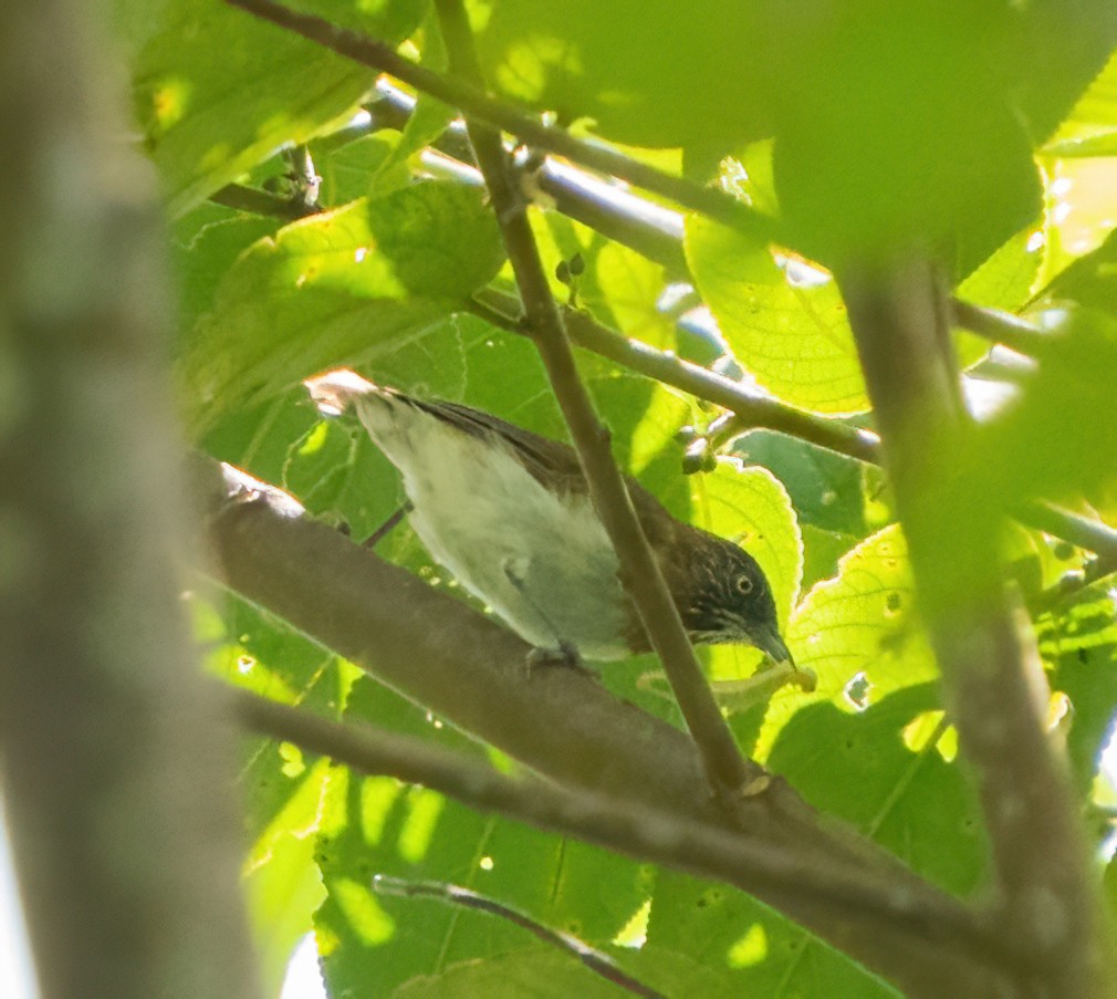 Mindanao Pygmy-Babbler - ML610275309