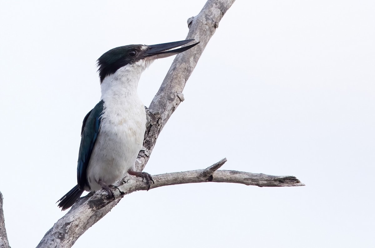 Torresian Kingfisher - ML610275448