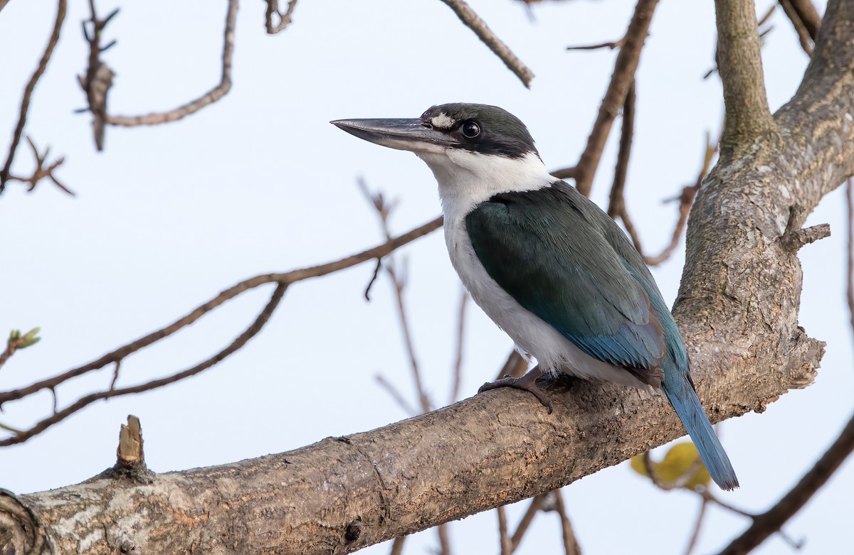 Torresian Kingfisher - Chris Barnes