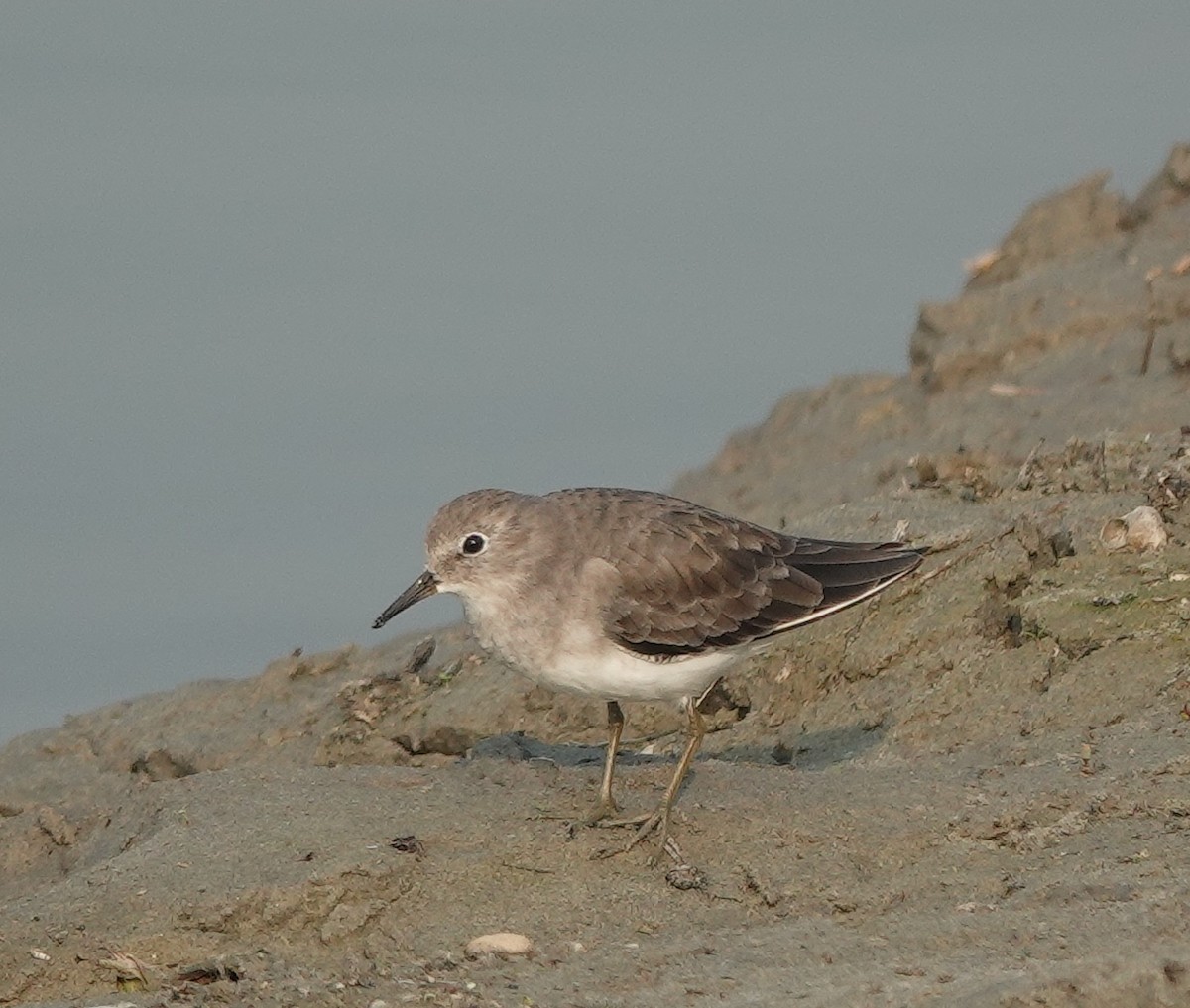 Temminck's Stint - ML610275504