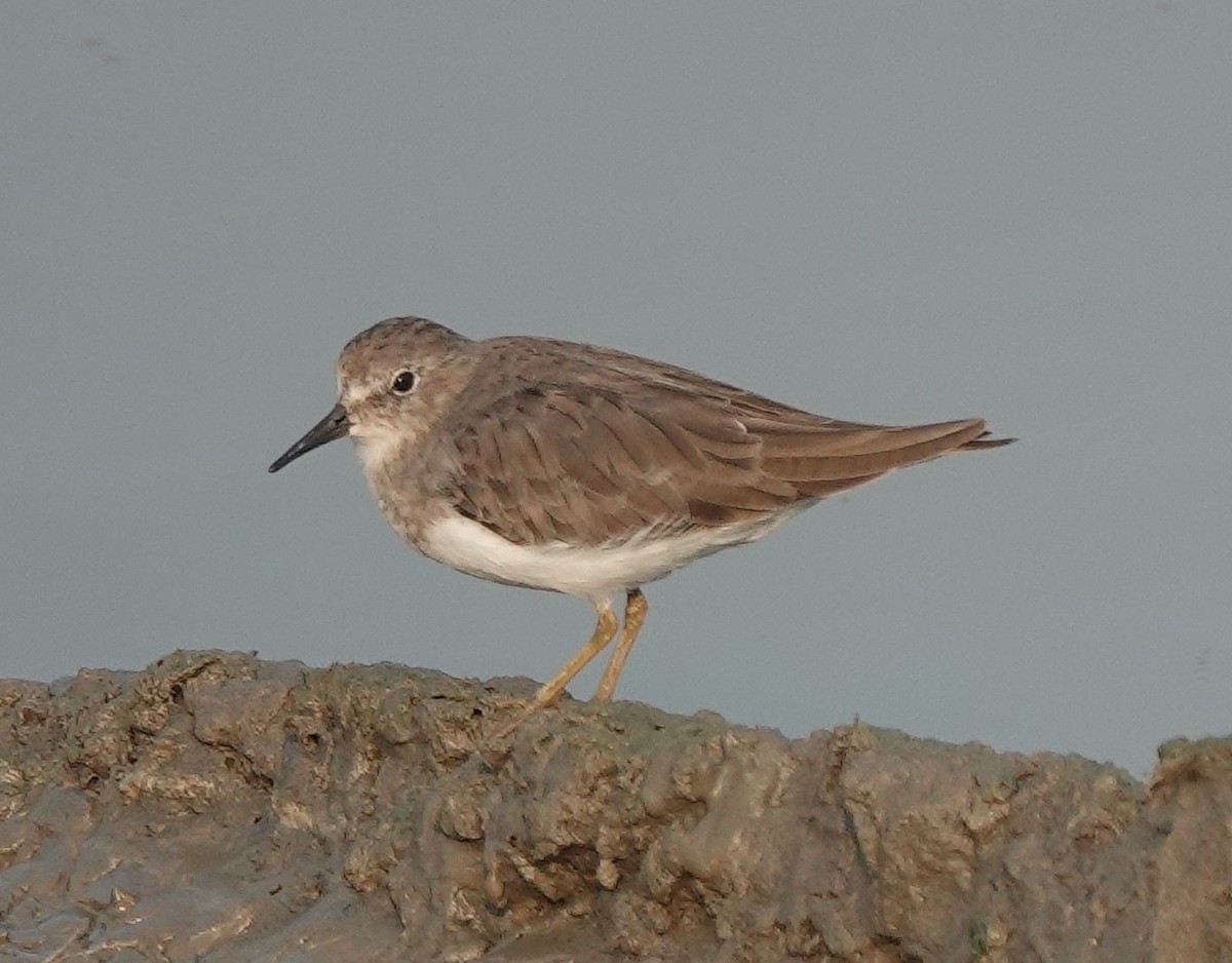 Temminck's Stint - ML610275585