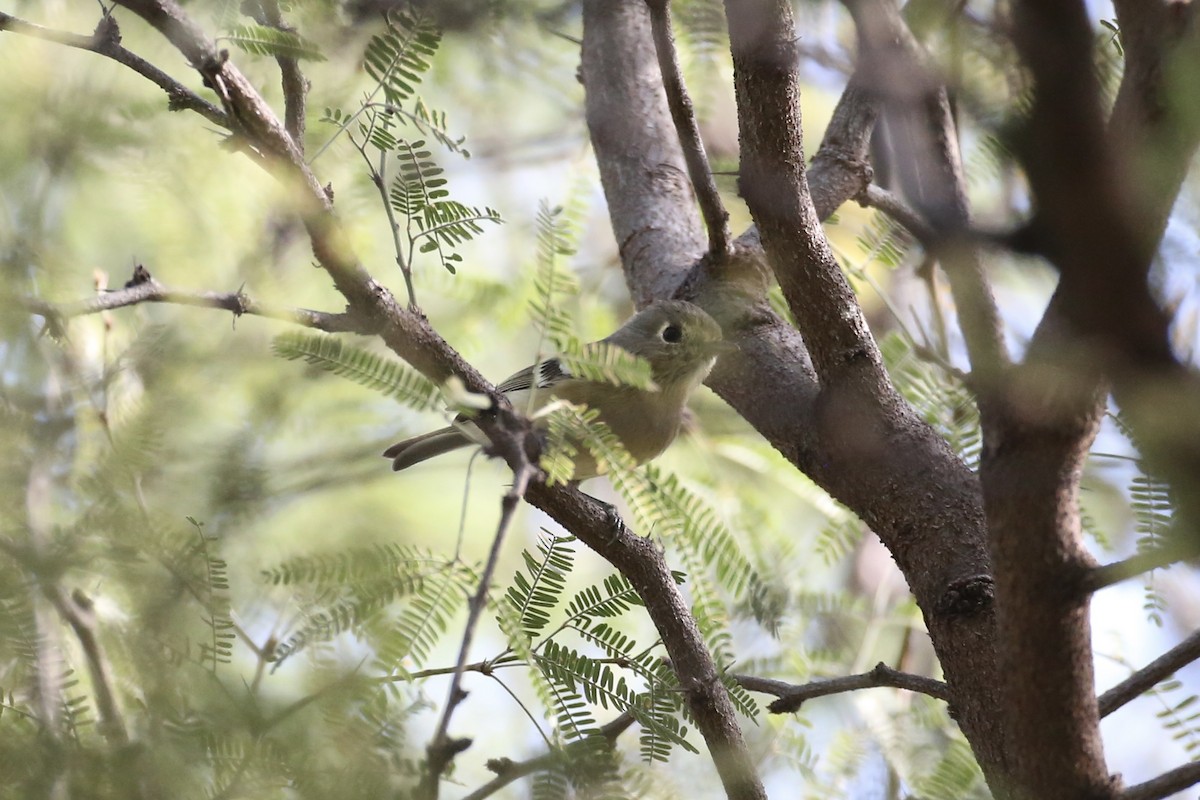 Hutton's Vireo - Jake Thompson