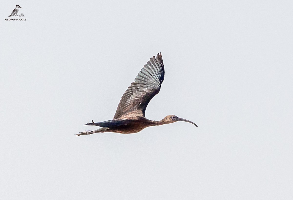 ibis hnědý - ML610275724