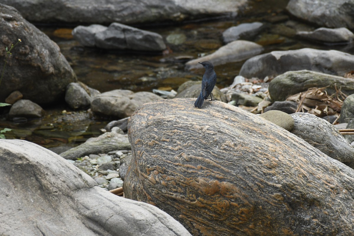 Blue Rock-Thrush - ML610275743