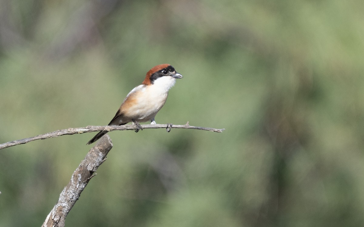 Woodchat Shrike - ML610275797
