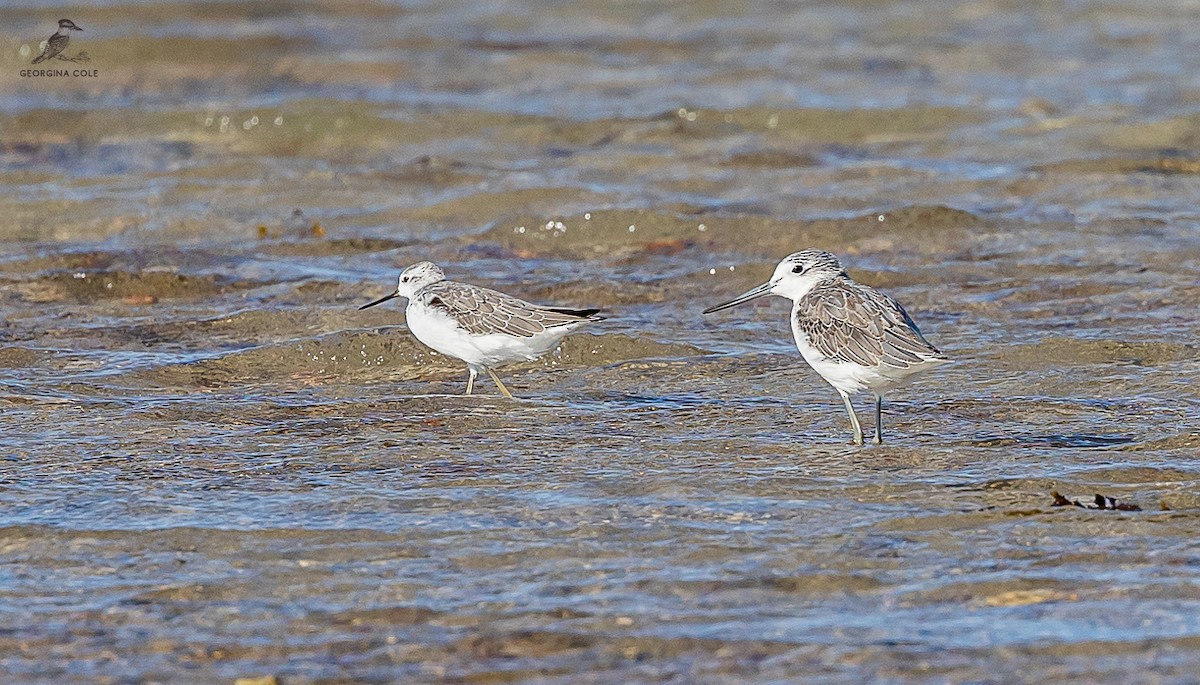 Teichwasserläufer - ML610275810